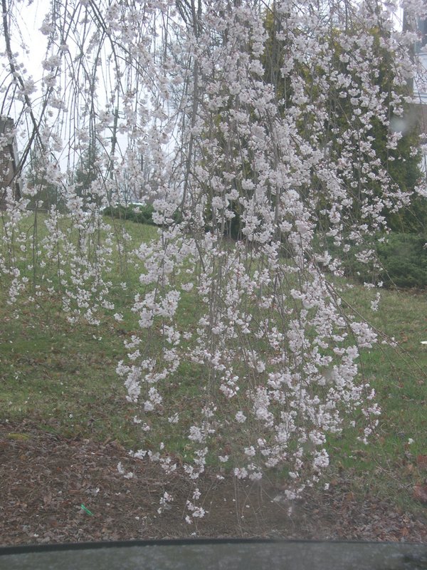 Office Tree Blooms