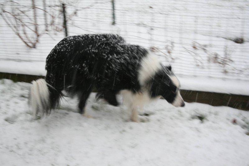 Strider, the snow dog