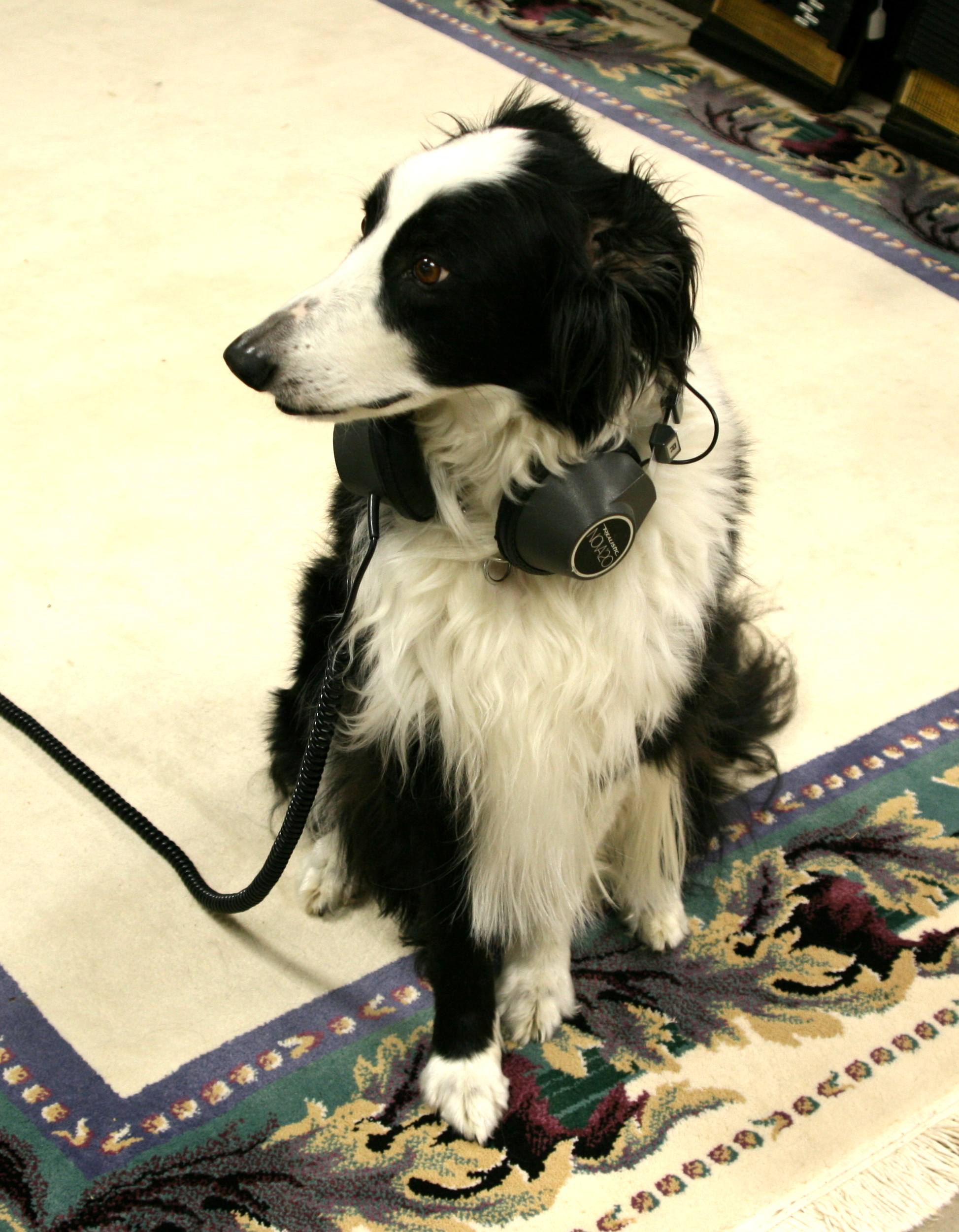 Strider the Studio Dog